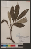 Grevillea pteridifolia Knight. Ⱦ