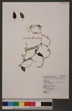 Polygonum multiflorum Thunb. var. hypoleucum (Ohwi) Liu, Ying & Lai OW󭺯Q