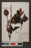 Taxillus rhododendricola (Hayata) S.T.Chiu QH