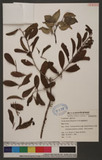 Taxillus theifer (Hayata) H.S.Kiu