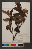 Taxillus rhododendricola (Hayata) S.T.Chiu QH