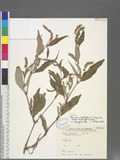 Persicaria lapathifolia (L.) Gray var. lanata (Roxb.) H. Hara
