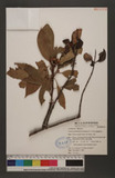 Taxillus rhododenricola (Hayata) S.T.Chiu YH