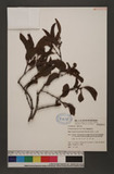 Aspidixia articulata (Burm f.) Van Teighem 椆櫟柿寄生
