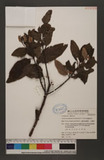 Taxillus rhododenfricola (Hayata) S.T.Chiu. YH