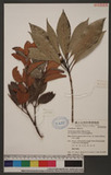 Taxillus lonicerifolius (Hayata) Chiu var.longifolius Chiu jԥVH