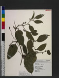 Smilax lanceifolia...