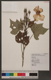 Hibiscus mutabilis...
