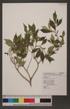 Ficus formosana Maxim. ѥPG
