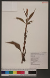 Polygonum pulchrum Blume d