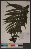 Cyclosorus subpubescens (Blume) Ching pKp