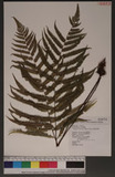 Thelypteris castanea (Tagawa) Ching ߬`ƪP