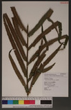 Cyclosorus truncantus (Poir) Farw. }