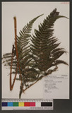 Thelypteris torresiana (Gaud) Alston ʤP