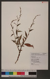 Polygonum pubescens Blume Krd