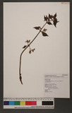 Pilea aquarum Dunn subsp. brevicornuta (Hayata) C.j.Chen uN