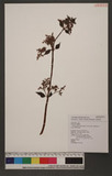 Pilea aquarum Dunn subsp. brevicornuta (Hayata) C.j.Chen uN