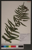 Cyclosorus aridus (Don) Ching 