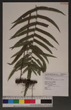 Cyclogramma acuminatus (Houtt) Nakai ex H. Ito p