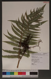 Cyclogramma parasiticus (L.) Faw. K