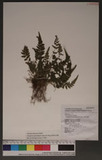 Thelpyteris uraiensis (Rosenst.) Ching. `Yb