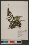 Thelypteris uraiensis (Rosenst.) Ching QӪP