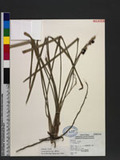 Liriope spicata (Thunb.) Lour. V