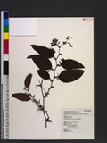 Smilax nantoensis T. Koyama 南投菝契