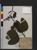 Bauhinia variegata...