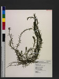 Hydrilla verticillata (L. f.) Royle ]