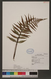 Athyriopsis japoni...