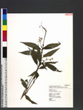 Pollia minor (Hayata) Honda pY