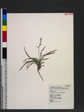 Ophiopogon intermedius D. Don u