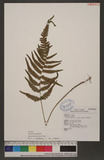 Athyrium japonica (Thunb.) Copel. 饻\
