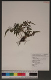 Parathelypteris glanduligera (Kunze) Ching KP