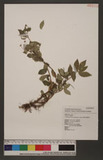 Elatostema microcephalanthum Hayata LYӱ
