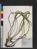 Liriope platyphylla Wang & Tang ︭V