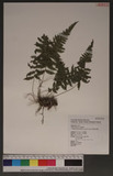 Thelypteris glanduligera (Kunze) Ching KP