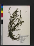Hydrilla verticillata (L. f.) Royle ]