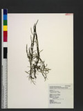 Potamogeton pusillus L. 柳絲藻