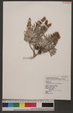 Crossostephium chinense (L.) Makino 