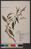 Polygonum lapathifolium L. ]d