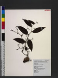 Smilax arisanensis Hayata 阿里山菝契