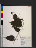 Polygonum praetermissum Hook. f. Ӹ¼