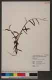 Polygonum praetermissum Hook. f. 細葉雀翹