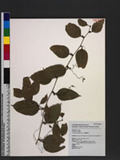Smilax lanceifolia Roxb. 臺灣土伏苓