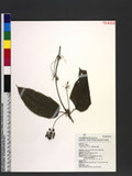 Smilax riparia A. DC. 大武牛尾菜