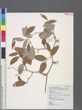 Smilax corbularia Kunth �白菝契