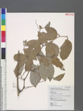 Smilax corbularia Kunth ?n
