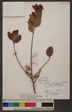 Taxillus lonicerifolius (Hayata) Chiu ԥVH